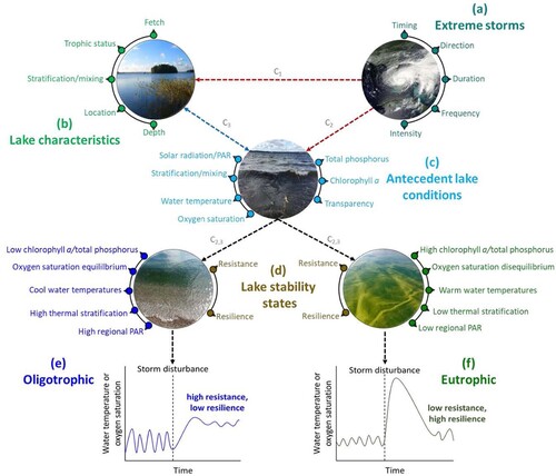 Figure 11. Diagram (inspired by Stockwell et al. Citation2020) showing how water temperature and oxygen saturation resistance and resilience following extreme storms is shaped along a trophic state gradient, conceptualizing how positive and negative correlations between (a) extreme storm conditions, (b) lake characteristics, and (c) antecedent lake conditions shape (d) short-term lake stability states across a (e–f) trophic state gradient. Extreme storm characteristics (a) had negative correlations (red dashed arrows, C1 and C2) with nontransitory and/or slow changing lake characteristics (b) and transitory antecedent lake conditions (c). Lake characteristics (b) and antecedent lake conditions (c) had both positive and negative correlations with each other (blue double-pointed dashed arrow, C3), which together with storm conditions (black dashed arrows, C2,3) shaped short-term surface lake stability states in water temperature and oxygen saturation (d; i.e., resistance and resilience). The degree to which a given lake experiences seasonally clear and turbid conditions is largely dependent on its trophic state, or whether it is (e) oligotrophic or (f) eutrophic, driven by positive and negative correlations between C2,3. Oligotrophic lake processes (f; dark blue) optimized high resistance to storms at the expense of low resilience, and while unpredictable, eutrophic lake processes (g; dark green) in this study optimized high resilience following storms at the expense of low resistance. Photo credit for (b) Lake Erken to R. Rohdin; (f) to M. Anderson, and (g) to Aerial Associates Photography, Inc. by Zachary Haslick.