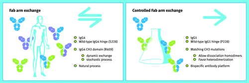 Figure 3. From nature to a bispecific technology platform. The left panel shows the major characteristics of the naturally occurring, bidirectional process of Fab-arm exchange as was discovered during the research described in this Perspective. This knowledge was applied to develop a platform of controlled, unidirectional Fab-arm exchange, of which the major characteristics are shown in the right panel. Source: Joost Bakker (Scicomvisuals).