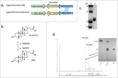 Figure 4. Characterization of novel 12α-hydroxysteroid dehydrogenase identified in E. lenta DSM 2243 and strain C592. (a). Gene organization of a novel 12α-HSDH in E. lenta C592 and E. lenta DSM 2243. (b). Reaction catalyzed by 12α-HSDH with 12-oxoLCA/DCA as substrates and pyridine nucleotide co-factors. (c). SDS-PAGE of purified recombinant N-terminal histidine-tagged rElen_2515. (d). ESI-MS of DCA standard and rElen_2515 reaction product after 24 hr reaction with NADH as cofactor and 12-oxoLCA substrate. Three biological replicates of TLC and MS analysis were generated.