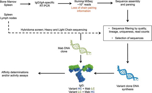 Figure 1. Overall workflow of immune repertoire mining for affinity engineering. Repertoire sequencing is performed in parallel and from tissues from the same mice used for hybridoma development. Immune repertoire is performed immediately after mAb characterization and sequencing. Initial affinity screening is done with hybrid IgG composed of a mAb and a variant chain. Combination of variant chains after initial affinity screening is not shown for simplicity.