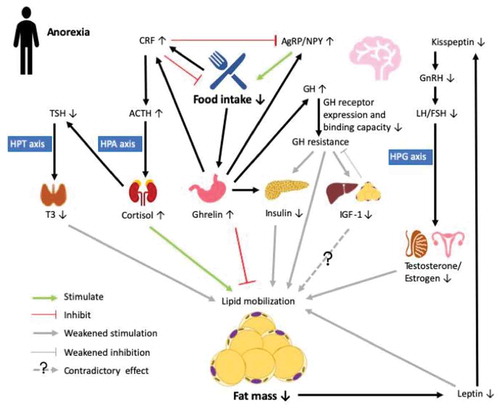 Figure 1. Endocrine abnormalities in the anorexic state (AN). Decreased food intake in anorexia stimulates the secretin of ghrelin in the stomach, which promotes food intake by upregulating agouti-related peptide/neuropeptide Y (AgRP/NPY) neurons in the arcuate nucleus (ARC) of the hypothalamus. Ghrelin acts on the somatotrophs in the pituitary to stimulate the release of growth hormone (GH) to maintain balance in lipid deposition and mobilization, meanwhile activating corticotropin-releasing factor (CRF) neurons in the paraventricular nucleus, which counteracts effects on AgRP/NPY and inhibits food intake. In AN, increased GH secretion is accompanied by lowered GH receptor expression and binding capacity in the liver, leading to GH resistance and further reduced effects on inhibiting lipid mobilization and stimulating insulin-like factor 1 (IGF-1) expression. In turn, IGF-1 provides weak negative feedback to GH production, which further promotes GH resistance. Ghrelin also inhibits insulin secretion by modulating ATP production so as to maintain euglycemia. Chronic fasting is a stressor that directly upregulates the expression of CRF to activate the hypothalamic-pituitary-adrenal (HPA) axis. Elevated cortisol sequentially suppresses the release of thyroid-stimulating hormone (TSH), which then reduces the activation of triiodothyronine (T3) via the hypothalamic-pituitary-thyroid (HPT) axis to reduce energy expenditure. Loss of fat mass under AN also reduces the production of adipokine leptin, which further downregulates the expression of kisspeptin in the ARC. Reduced kisspeptin then leads to reduced secretion of sex hormones through regulation of the hypothalamic-pituitary-gonadal (HPG) axis, which eventually weakens lipid mobilization. Therefore, in AN, prolonged negative energy balance coupled to endocrine disruption may result in reduced lipid mobilization to preserve energy for vital maintenance