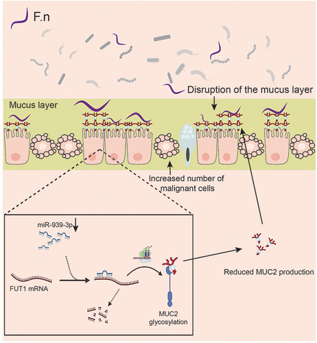 Figure 8 Schematic of F. nucleatum promote COAD through the miR-939-3p/FUT1/MUC2 axis.