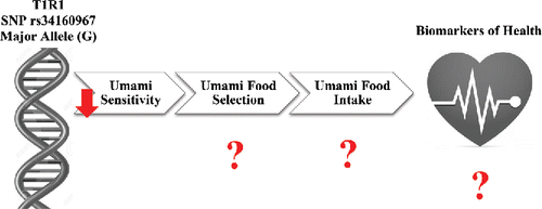 Figure 4. Schematic representation of the effect of the G allele in the rs34160967 SNP in the T1R1 umami taste receptor on umami taste perception, umami food selection, umami food intake, and biomarkers of health.