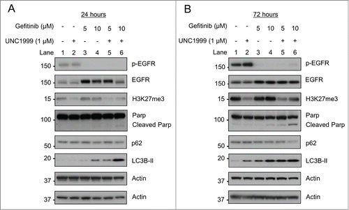 Figure 6. UNC1999 enhances gefitinib-induced autophagy and apoptosis in HT-29 cells. HT-29 cells were treated with DMSO, 1 μM UNC1999, gefitinib (5 μM or 10 μM), or a combination of UNC1999 + gefitinib, and then collected after (A) 24 hours, or (B) 72 hours.