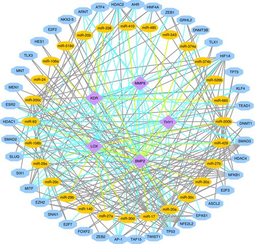 Figure 7 The TF/miRNA/hub gene regulatory network.