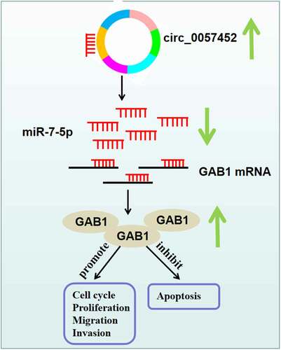 Figure 7. Schematic diagram of the mechanism by which the circ_0057452/miR-7-5p/GAB1 axis regulates the development of keloid.