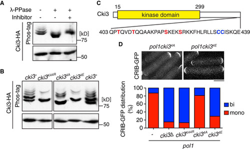 FIG 4 Cki3 is negatively regulated by autophosphorylation. (A) Phosphatase treatment of Cki3. Individual cells were grown at 25°C, and whole-cell extracts were prepared from cells expressing Cki3-HA and treated with λ-PPase in the presence or absence of the phosphatase inhibitor. Proteins were separated by SDS-PAGE in the presence (top) or absence (bottom) of 50 μM Phos-tag. Immunoblotting was performed with an anti-HA antibody. (B) The C terminus of Cki3 is autophosphorylated. Individual cells were grown at 25°C. Whole-cell extracts were prepared from strains containing the indicated Cki3 mutants tagged with HA, treated with λ-PPase, and separated by SDS-PAGE as for panel A. (C) Schematic presentation of the Cki3 structure and the amino acid sequence of the C-terminal region. The 4 amino acid residues shown in red (S and T) were mutated to either alanines (Cki34A) or glutamates (Cki34E). (D) Phosphomimetic Cki3 behaves like cki3 deletion. Cells containing CRIB-GFP were grown at 27°C, shifted up to 36°C, and kept at that temperature for 4 h. Growth polarity was examined by CRIB-GFP distribution (n > 100). Representative images (top) and quantification (bottom) are shown.