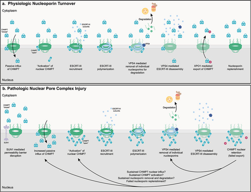 Figure 3. ESCRT-III mediated physiologic maintenance and pathologic disruption of NPCs in human neurons. (a) In normal human neurons, turnover of individual nucleoporin proteins to maintain NPC integrity and function is initiated by passive diffusion of CHMP7 to the nuclear space. CHMP7 is activated via currently undefined but LEMD2 independent protein – protein interactions. Activation of CHMP7 likely facilitates the recruitment and polymerization of ESCRT-III subunits. Individual nucleoporin proteins are removed from the NPC and degraded in a VPS4 dependent manner. VPS4 likely facilitates ESCRT-III polymer disassembly and subunit exchange and reuse. Exportin-1 (XPO1) actively exports CHMP7 from the nucleus, resulting in its ‘inactivation’ and maintaining low nuclear levels of CHMP7 under basal cellular conditions. Nucleoporins are synthesized and reinserted into the NPC. (b) In ALS neurons, the integrity of the passive diffusion permeability barrier is disrupted in a SUN1 dependent manner leading to a pathologic increase in the nuclear influx of CHMP7. CHMP7 is activated via currently undefined by LEMD2 independent protein – protein interactions. Activation of CHMP7 likely facilitates the recruitment and polymerization of ESCRT-III subunits. Individual nucleoporin proteins are removed from the NPC and degraded in a VPS4 dependent manner. VPS4 likely facilitates ESCRT-III polymer disassembly and subunit exchange and reuse. We hypothesize impaired interactions between CHMP7 and XPO1 or other Exportins abrogate its active nuclear export and facilitate nuclear accumulation of CHMP7 observed in ALS/FTD. In addition, we hypothesize that pathologic removal and degradation of nucleoporins is sustained via 1. sustained excessive nuclear influx of CHMP7 and/or 2. sustained LEMD2 independent activation of CHMP7 (e/g/persistent nuclear protein – protein interactions and/or 3. sustained VPS4 mediated nucleoporin removal from NPCs and/or 4. impaired nucleoporin reincorporation perhaps as a result of altered nuclear transport receptor and active nuclear import function. Collectively, sustained ‘overactivation’ of ESCRT-III mediated nucleoporin turnover gives rise to NPC disruptions in ALS/FTD human neurons.