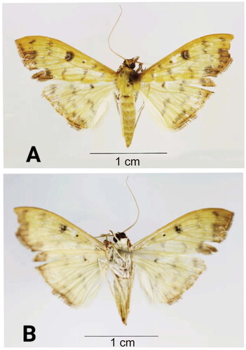 Figure 1. Reference images of adult of Botyodes diniasalis. (A) the dorsal view of B. diniasalis; (B) the ventral view of B. diniasalis. These images from our specimen were taken by DX.