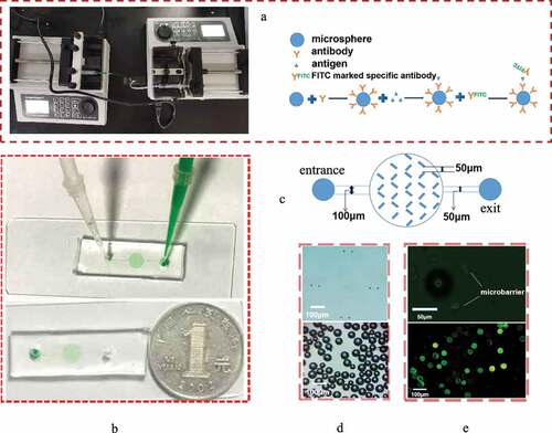 Figure 1. Construction of the microfluidic chip. (a) The picture of microfluidic chip connected with micro injection pump and the schematic diagram of Immunomicrosphere detection method were drawn. (b) Material object of the microfluidic chip and the comparison between the size of the prepared microfluidic chip and a single coin. The inspection hole is dyed red after adding red dye to the sample hole. (c) Design drawing of the chip. The width of two adjacent microbarriers is 50 μm to ensure that the microspheres can be captured by the microbarriers. (d) Microbarriers and microspheres under an optical microscope (magnification 10 × 40). (e) Microbarriers and microspheres under a fluorescence microscope. The diameter of the glass microspheres is 50 ~ 90 μm. The width between a pair of microbarriers is 50 µm (10 × 100)