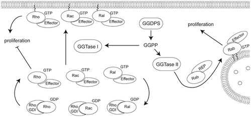 Figure 4. Geranylgeranylation of small GTPases including Rac, Rho, Rab, and Cdc42 promotes localization to the membrane domain, affecting proliferation. Geranylgeranyl transferase I catalyzes the addition of geranylgeranyl diphosphate to the C-terminus of Rho, Rac, or Cdc42 while geranylgeranyl transferase II catalyzes the addition of one or two geranylgeranyl moieties to Rab GTPases. Rab GTPases are primarily involved in vesicle trafficking, though disruption of Rab geranylgeranylation can affect cell viability and proliferation. Rho, Rac, and Cdc42 are involved in proliferation in addition to adhesion and migration regulation.