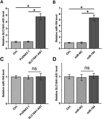 Figure 3 Overexpression of SLC16A1-AS1 and miR-194 did not affect the expression of each other. (A and B) The effects of overexpression of SLC16A1-AS1 and miR-194 mimic transfection on SLC16A1-AS1 and miR-194 expression in siHa cells. n = 3. (C and D) The effects of SLC16A1-AS1 overexpression and miR-194 mimic transfection on miR-194 and SLC16A1-AS1 expression in SiHa cells. n = 3. Ns means the difference is not statistically significant. *p < 0.05.