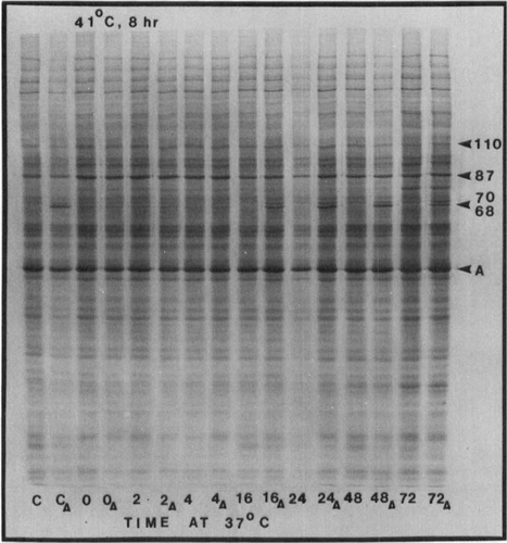 Figure 5. An autoradiograph of [35S]methionine labelled proteins obtained in a second set of experiments. SQ-1 cells were exposed to 41°C for 8 h, incubated at 37°C for various periods, and (a) labelled, or (b) heated at 43.5° for 15 min, and then labelled. Lanes are designated by the time period (in number of hours) for which the cells were placed at 37°C; lanes representing (b) are marked with an additional subscript A. The lanes marked C and CΔ are for control cells, i.e. cells which did not receive a priming heat dose.