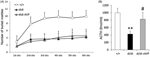 Figure 6. Marble burying (MB) test behavior (A) and ACTH secretory response to an acute stressor (B) after bilateral injection of adeno-associated virus (AAV) containing the intact AVP nucleotide sequence (vAVP) into the PVN of AVP-deficient Brattleboro rats (di/di) rats. (A) Selected parameters measured in the marble burying test (MB, A, n = 9 rats per group); (B) adrenocorticotropin (ACTH) responses (n = 10 per group). In B rats were urethane anesthetized and challenged by an intraperitoneal injection of hypertonic saline; blood samples were collected after 15 min for ACTH RIA. Data are means ± SEM. +/+ =AVP-non-deficient controls; di/di vAVP = AVP-deficient rats receiving vAVP treatment (see Table 1). Statistical analysis was conducted using the repeated measure (A) or one way (B) ANOVA module of the StatSoft 12.0 program with Newman Keuls post hoc comparisons. (A) The main effects of time and group × time interactions were statistically significant (p < 0.01); for clarity (A) does not contain statistical symbols; (B) **p < 0.01 vs +/+; #p < 0.05 vs di/di.