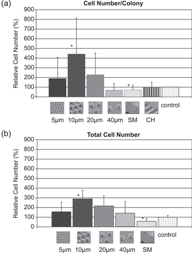 Figure 16 Graphs showing quantification of cell number/colony (a) and total cell number (b) from five fields of vision. Both graphs reveal a similar trend with POSTS exhibiting higher number of cells, with the highest number on 10 μm POSTS (* denotes statistical significance: p < 0.05).