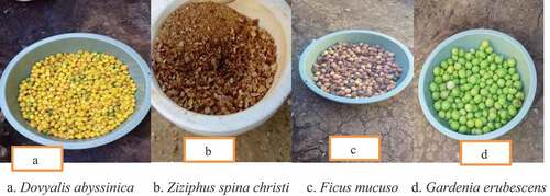 Figure 1. Wild edible fruits collected for experimental analysis.