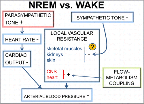 Figure 1. Schematic diagram summarizing the autonomic and hemodynamic changes that may underlie the tonic decrease in arterial blood pressure during non-rapid-eye-movement sleep (NREM) with respect to wakefulness (WAKE). The question mark emphasizes variability in published experimental evidence. CNS, central nervous system.