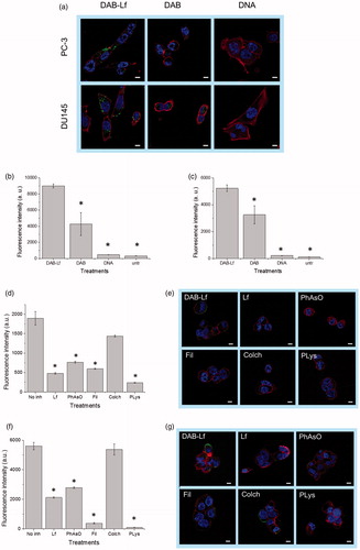 Figure 2. Cellular uptake of fluorescein-labeled DNA complexed with DAB-Lf in PC-3 and DU145 cells: (a) Confocal microscopy imaging of the cellular uptake of fluorescein-labeled DNA (2.5 μg/well) complexed with DAB-Lf, DAB or left uncomplexed, after incubation for 24 h with PC-3 and DU145 cells (Blue: nuclei stained with DAPI (excitation: 405 nm laser line, bandwidth: 415–491 nm), green: fluorescein-labeled DNA (excitation: 543 nm laser line. bandwidth: 550–620 nm), red: Alexa Fluor® 647 probe (excitation: 633 nm laser line, bandwidth: 650–690 nm) (Bar: 10 µm). (b) Flow cytometry quantification of the cellular uptake of fluorescein-labeled DNA (5 µg/well) either complexed with DAB-Lf, DAB or left uncomplexed, after incubation for 24 h with PC-3 cells (n = 5). *p < .05 compared with DAB-Lf-DNA. (c) As in B, but with DU145 cells. (d) Flow cytometry quantification of the PC-3 cellular uptake of fluorescein- labeled DNA (5 µg/well) complexed with DAB-Lf, following pretreatment with free Lf (80 µM) and various cellular uptake inhibitors: phenylarsine oxide (‘PhAsO’), filipin (‘Fil.’), colchicine (‘Colch.’) and poly-L-lysine (‘PLys’) (n = 5), *p < .05 compared with DAB-Lf-DNA. (e) Confocal microscopy imaging of the PC-3 cellular uptake of fluorescein-labeled DNA (2.5 μg/well) complexed with DAB-Lf, following pretreatment with free Lf (80 µM) and various cellular uptake inhibitors: phenylarsine oxide (‘PhAsO’), filipin (‘Fil.’), colchicine (‘Colch.’) and poly-L-lysine (‘PLys’) (Blue: nuclei stained with DAPI (excitation: 405 nm laser line, bandwidth: 415–491 nm), green: fluorescein-labeled DNA (excitation: 543 nm laser line. bandwidth: 550–620 nm), red: Alexa Fluor® 647 probe (excitation: 633 nm laser line, bandwidth: 650–690 nm) (Bar: 10 µm). (f) As in d, but with DU145 cells (g) As in e, but with DU145 cells.