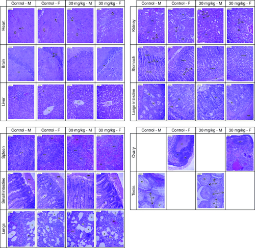 Figure 4. Presents photomicrographs showcasing significant organs from both genders in the high-dose and control groups.Staining was performed using hematoxylin and eosin, with a scale bar set at 800 μm. Morphology of all major organs of treated groups represents normal architecture comparable to that of control groups.Heart – MF: Myocardial fiber; N: Nucleus; Brain – GL: Granular layer; ML: Molecular layer; PN: Pyramidal neuron; Liver – CV: Central vein; S: Sinusoid; Kidney – PCT: Proximal convoluted tubule; RC: Renal corpuscle; RT: Renal tubule; Stomach – Ccell: Chief cell; GP: Gastric pit; LP: Lamina propria; Pcell: Parietal cell; Large intestine – IG: Intestinal gland; GC: Goblet cell; L: Lumen; M: Mucosa; SM: Submucosa; Spleen – CA: Central arteriole; RP: Red pulp; WP: White pulp; Small intestine – C: Crypt; SM: Submucosa; V: Villi; Lungs – B: Bronchiole; BV: Blood vessel; PA: Pulmonary alveoli; Ovary – G: Granulosa cell; GF: Graafian follicle; OC: Oocyte; Testis – SP: Spermatocyte; ST: Seminiferous tubule; SZ: Spermatozoa.