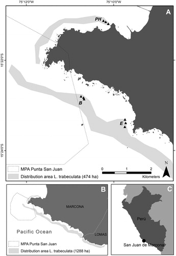 Figure 1. Location of the transects (?) in each sampling site within San Juan de Marcona (A), Southern Peruvian coast (B, C). PH: Playa Hermosa, B: Basural and E: Elefante. Shaded light-grey belts indicate the distribution area of L. trabeculata from the study area (A, 474 ha) and the wider Marcona and Lomas southern regions (B, 1 288 ha). The estimated standing stock of 2 044 t C were calculated from the distribution area on (A) only.