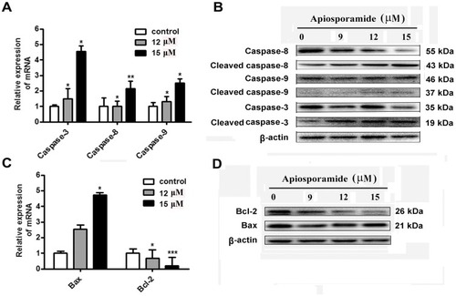 Figure 5 Effect of apiosporamide on apoptosis regulators.Notes: (A and C) Real-time PCR analyzed the mRNA expression of caspase-3, caspase-8, caspase-9, Bax and Bcl-2 in apiosporamide-treated cells. Data were presented as mean±SD (n=3), *P<0.05, **P<0.01, ***P<0.001 compared to control cells. (B and D) MG63 cells were treated with indicated concentrations of apiosporamide for 24 hrs and protein levels of Bcl-2, Bax, caspases-3, -8 and -9 were analyzed using Western blotting.