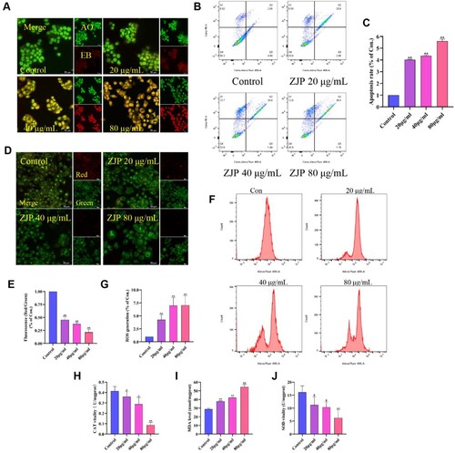 Figure 6. Effects of ZJP on apoptosis, mitochondrial membrane potential (MMP), and oxidative stress in KYSE 150 cells. (A) AO/EB staining assays apoptotic; (B-C) Flow cytometry assays apoptotic; (D-E) JC-1 staining assays MMP; (F-G) The intracellular reactive oxygen species (ROS) levels in KYSE 150 cells; (H-J) The levels of MDA and activities of SOD and CAT in KYSE 150 cells. Values are expressed as mean ± SD (n = 3), #P > 0.05, *P < 0.05, **P < 0.01, compared with the control group.