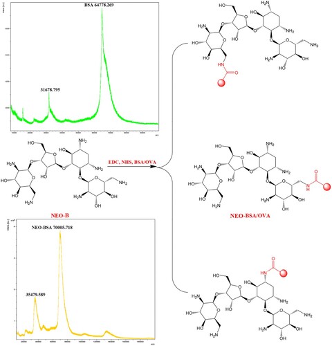 Figure 1. Synthesised NEO-BSA/OVA.