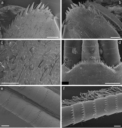 Figure 11. Larvae of Centroptilum volodymyri sp. nov., paratype (a, c, e) and C. luteolum (Müller, 1776) (b, d, f). (a, b) Apical part of paraproct; (c) surface of paraproct; (d) tergum X and caudal filaments; (e) caudal filaments, basal part; (f) caudal filament, medial part. Scale bars: a, b, e, f = 30 μm; c = 20 μm; d = 100 μm.