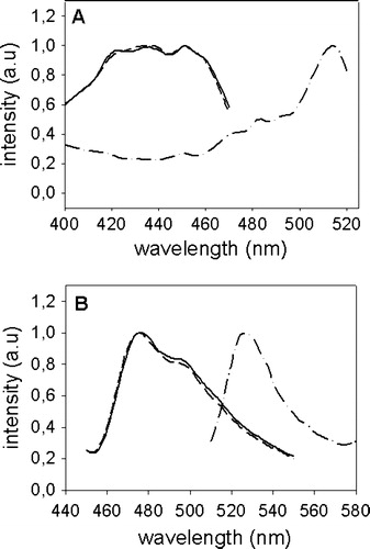 Figure 1.  Excitation- and emission-spectra of CFP-Munc 18-1, Munc 18-1-CFP and YFP-syntaxin. CHO-cells were transfected with CFP-Munc 18-1 (——), Munc 18-1-CFP (-------) or YFP-syntaxin (—•—•—). Thirty-six hours later cells were lysed and excitation (A) and emission (B) spectra were measured using an Aminco Bowman Series II fluorescence spectrophotometer (Polytec, Waldbronn, Germany). Intensity in arbitrary units (a.u.) is plotted against the wavelength (nm).