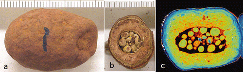 Figure 4 Ovate nodule from East Weipa. (a) Showing the dimple at the right hand end (scale in mm) (ANU 54074). (b) A broken nodule showing the interior (scale in mm) (ANU 46620). (c) X-ray tomographic slice through a similar sized nodule which had no apparent external evidence for a hole (ANU 54073). The image shows a plugged dimple at the end of the nodule, and that the nodule is largely filled with bauxite pisoliths, ooliths and fragments. Spectral colours relate to X-ray opacity: red, most transparent. Image acquired by Michael Turner at the micro-X-ray facility, Department of Applied Mathematics, Australian National University, Canberra.