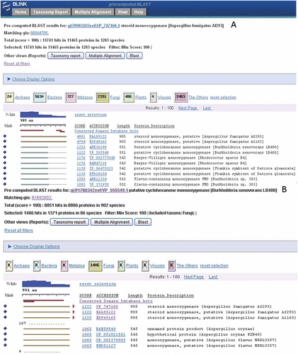 Figure 3. (A) Pre-computed BLAST results of the Aspergillus fumigatus gene with the highest similarity score in the list of five best hits to bacteria (see Figure 1). (B) A BLink report of the top bacterial hit as query (RefSeq accession YP_555549) and the results filtered to show only Fungi hits.