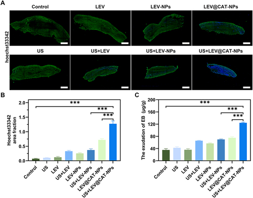 Figure 5 Vascular permeability was detected by dyes with different molecular weights accumulating in granulomatous tissue. (A) The distribution of Hoechst33342 in granulomatous tissues was observed by CLSM. The scale bar is 500 μm. (B) The area fraction of Hoechst33342 (blue) in granuloma tissue (green) was quantified with Image J. (C) The permeability of Evans blue within the granulomatous tissue of infected mice was quantitatively detected. The data represent the mean ± SD of three independent experiments. ***p < 0.001.