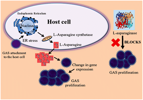 Figure 3. Group A streptococcus proliferation in presence of high level of L-asparagine. Infection could be checked by introducing L-asparaginase that deaminates the L-asparagine needed for pathogen growth and development.