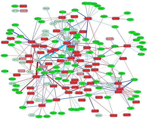 Figure 2. Rewiring network of miRNA-mRNA co-expression in prostate cancer. Green ovals are mRNA, and red rectangles are miRNA. Light color was used for differentially expressed genes or miRs. The edges were presented in four colors, red for new, pink for strengthened, blue for lost, Turquoise for weakened connection from normal to cancer state. The edges are weighted by -log(p-value) of the difference between normal to cancer regression coefficient as we defined for edge rewiring.