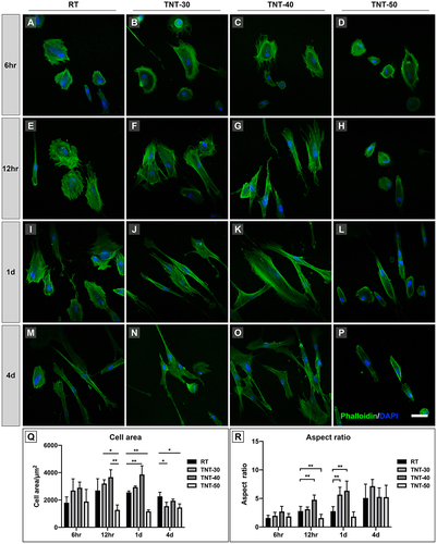 Figure 3 Adhesive morphology of HGFs was visualized with phalloidin staining (Green) under immunofluorescence microscopy. Fibroblasts were round shaped and started to spread with pseudopodia at 6 hr of culture on the surfaces (A–D). At this timepoint, there was no significant difference between groups in cell area and aspect ratio. At 12 hr, HGFs on TNT-40 surface showed increased cell area compared with other groups (E–H) and demonstrated significantly increased aspect ratio compared with RT (p<0.01), while HGFs on TNT-50 surface showed the least in cell area and aspect ratio. At 1d of culture, cells of all nanotube groups (TNT-30/40/50) were spindles shaped, and cell aspect ratios of TNT-30 and TNT-40 were significantly increased compared with RT and TNT-50 (p<0.01) (I–L). At 4 d of cell culture, no significant difference in aspect ratio was seen between groups (M–P). Statistical analysis was shown in (Q) and (R). (Scale bar = 50 μm in all panels) (**Represents p<0.01, *Represents p<0.05, both are compared with RT).