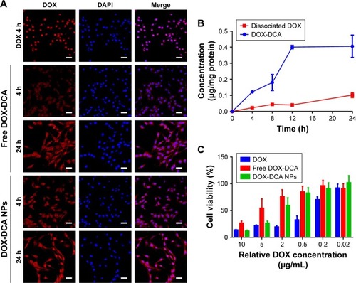 Figure 3 In vitro cellular uptake and cytotoxicity assay. (A) In vitro cellular uptake of DOX, free DOX-DCA and DOX-DCA NPs. DOX (red), DAPI (blue), scale bar, 50 μm. (B) In vitro cellular pharmacokinetics study of DOX-DCA NPs (n = 3). (C) In vitro cytotoxicity of DOX, free DOX-DCA and DOX-DCA NPs against B16F10 cancer cells (n = 5).Abbreviations: DOX, doxorubicin; DCA, dichloroacetate; NPs, nanoparticles; DAPI, 4′,6-diamidino-2-phenylindole.