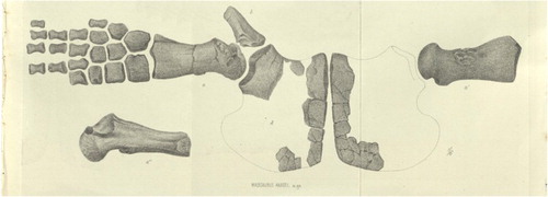 Figure 4. A copy of Hector’s (Citation1874) illustration showing the lectotype of Mauisaurus haasti.