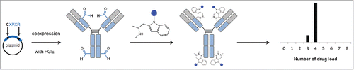 Figure 1. Schematic overview of the bioconjugation strategy. A formylglycine (fGly) amino acid residue is produced through the highly selective oxidation of a cysteine residue found within a specific pentapeptide consensus sequence by formylglycine-generating enzyme (FGE). The fGly-containing protein is then further modified using aldehyde specific chemistries.