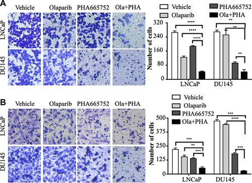 Figure 2 Combined treatment with PHA665752 and olaparib synergistically inhibited migration and invasion of prostate cancer cells. (A) Results of transwell assays conducted to assess the migration of prostate cancer cells. (B) LNCaP cells and DU145 cells were treated with inhibitors, then transwell invasion assays were conducted (×100 magnification). **p < 0.01; ***p < 0.001; ****p < 0.0001.