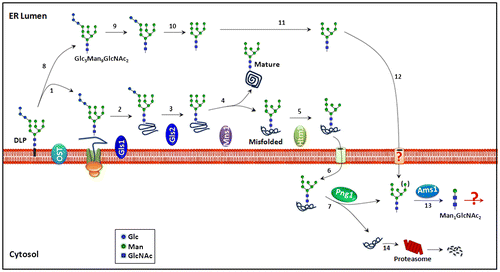 Fig. 1. Processing/degradation pathways for N-glycoproteins in the ER and cytosol of S. cerevisiae.Citation3,4)