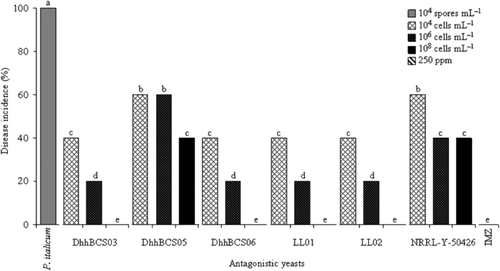 Figure 4. Incidence of Penicillium italicum in Mexican lime fruit inoculated with three concentrations of antagonistic yeasts. Strains of Debaryomyces hansenii used were: DhhBCS03, DhhBCS05, DhhBCS06, LL01, LL02, and P. guilliermondii NRRL-Y-50426. The fungicide imazalil (IMZ) was applied at 250 ppm. Fruit were stored at 13°C and 90% RH for 21 days. Columns with the same letter are not significantly different (LSD, P < 0.05). Figura 4. Incidencia de la pudrición ocasionada por Penicillium italicum en limón mexicano inoculado con tres dosis de levaduras antagonistas. Las cepas utilizadas de Debaryomyces hansenii fueron: DhhBCS03, DhhBCS05, DhhBCS06, LL01, LL02, y P. guilliermondii NRRL-Y-50426. El fungicida imazalil (IMZ) fue aplicado a 250 ppm. Los frutos fueron almacenados a 13°C y 90% de HR durante 21 días. Columnas con la misma letra no son significativamente diferentes (LSD, P < 0,05).