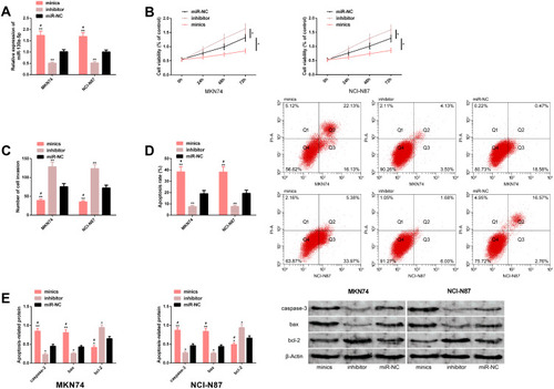 Figure 2 Up-regulation of miR-130a-5p helps to inhibit malignant behavior of GC cells. (A) miR-130a-5p expression in GC cells MKN74 and NCI-N87. (B–D) Up-regulation of miR-130a-5p is helpful to inhibit the malignant proliferation and invasion behavior of GC cells, as well as to increase the apoptosis level, and flow cytometry. (E) Up-regulation of miR-130a-5p is helpful to increase the protein levels of Caspase-3 and bax and reduce the bcl-2 protein level, as well as the protein map.Notes: *Represents a comparison with miR-NC or between the two (P<0.05); **Represents P<0.01; #Represents a comparison with inhibitor (P<0.05).