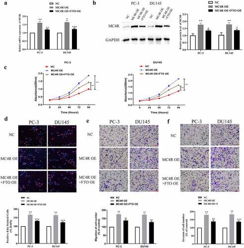 Figure 6. High-expression FTO partway reversed the malignant phenotype of PCa mediated by high-expression MC4R. (a). Examination of MC4R expression level in PCa cells undergoing MC4R OE and FTO OE transfection via qRT-PCR. (b). Examination of MC4R protein expression level in PCa cells undergoing MC4R OE and FTO OE transfection via Western blot. (c). Determination of absorbance at 450 nm of PCa cells undergoing MC4R OE and FTO OE transfection via CCK8 experiment. (d). Examination of detected the EdU positive rate of PCa cells undergoing MC4R OE and FTO OE transfection via EdU experiment (200×). (e). Examination of the ability of PCA cells undergoing MC4R OE and FTO OE transfection to migrate via transwell migration experiment (200×). (f). Examination of the ability of PCa cells undergoing MC4R OE and FTO OE transfection to invade via Transwell invasion experiment (200×). *P < 0.05; **P < 0.01.