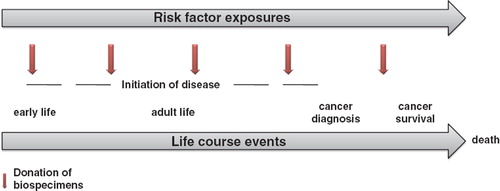 Figure 1. Illustration of potential risk factor exposures during life course and intermittent donation of biospecimens to biorepositories.