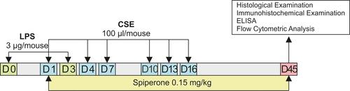 Figure 2 Graphical scheme of the protocol for studying the spiperone effects in vivo.