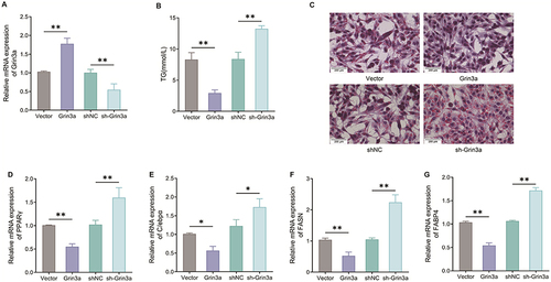 Figure 5 Knocking down Grin3a promotes lipid accumulation and production in 3T3-L1 cells. (A) The expression level of Grin3a in each group was detected by qRT-PCR; (B) TG level in cells of each group was checked by TG kit; (C) the formation of lipid droplets in 3T3-L1 cells was observed by oil red O staining; (D–G) The mRNA expression levels of PPARγ (D), C/ebpα (E), FASN (F) and FABP4 (G) were determined by qRT-PCR. *P < 0.05, **P < 0.01.