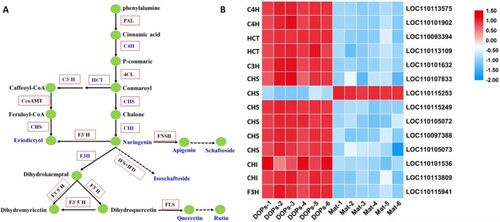 Figure 7. Genes related to flavonoid biosynthesis pathways in D. officinale. A Schematic diagram of the flavonoid biosynthetic pathway drawn according to the KEGG database. Red boxes represent enzymes, while green circles represent metabolites. Enzymes and metabolites identified in this study were highlighted in blue color. Dotted arrows indicated more than one enzymes needed, while solid arrows were the opposite. PAL: phenylalanine ammonia lyase. C4H: cinnamate 4-hydroxylase. 4CL: 4-coumarate CoA ligase. HCT: shikimate O-hydroxycinnamoyl-transferase. C3’H: coumaroylquinate 3’-monooxygenase. CCoAMT: caffeoyl-CoA O-methyl-transferase. CHS: chalcone synthase. CHI: chalcone isomerase. F3H: flavanone 3-hydroxylase. F3’H: flavonoid 3’-hydroxylase. F3’5’H: flavonoid 3’,5’-hydroxylase. FLS: flavonol synthase. DFR, dihydroflavonol 4-reductase. ANR: anthocyanidinreductase. ANS: leucoanthocyanidin dioxygenase. LAR: leucoanthocyanidin reductase. B Heat map showing the expression levels of unigenes in the DOPs and Mat comparison.