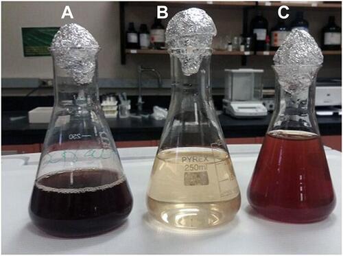 Figure 1 Photograph showing the change of colour due to AME-AgNPs formation. (A) AME flower extract, (B) mixed aqueous solution of AME flower extract and AgNo3 and (C) formation of AgNPs.