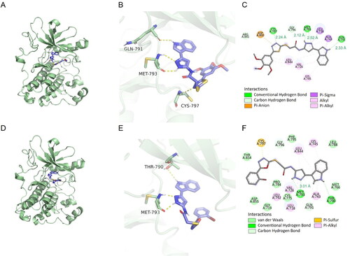 Figure 9. The docking results were analysed visually and binding interactions of compounds 10 b and 11 h into EGFR. (A, D) Cartoon like representation showing the co-crystallized Gefitinib into EGFR of compound 10 b and 11 h. (B, E) 3 D binding mode of compound 10 b and 11 h into the active site of EGFR. (C, F) 2 D binding mode of compound 10 b and 11 h in the active site EGFR.