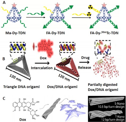 Figure 2 DON for targeted drug delivery. (A) Multiple-armed tetrahedral DNA nanostructure (TDNs) for dual-modality in vivo imaging and targeted cancer therapy. Adapted with permission from Jiang D, Sun Y, Li J, et al. Multiple-armed tetrahedral DNA nanostructures for tumor-targeting, dual-modality in vivo imaging. ACS Appl Mater Interfaces. 2016;8(7):4378–4384. doi:10.1021/ acsami.5b10792.Citation14 Copyright (2016) American Chemical Society. (B) Triangle-shaped DNA origami affords optimum drug internalization for cancer chemotherapy. Adapted with permission from Zhang Q, Jiang Q, Li N, et al. DNA origami as an in vivo drug delivery vehicle for cancer therapy. ACS Nano. 2014;8(7):6633– 6643. doi:10.1021/nn502058j.Citation108 Copyright (2014) American Chemical Society. (C) DON with a different degree of twist and relaxation achieves tunable drug release kinetics. Adapted with approval from Zhao YX, Shaw A, Zeng X, Benson E, Nystrom AM, Hogberg B. DNA origami delivery system for cancer therapy with tunable release properties. ACS Nano. 2012;6(10):8684–8691. doi:10.1021/nn3022662.Citation21 Copyright ACS, https://pubs.acs.org/doi/abs/10.1021%2Fnn3022662. Further permissions related to the material excerpted should be directed to ACS.